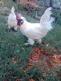 Gallo moroseta