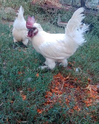 Gallo moroseta