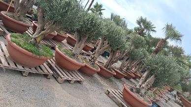 Ulivi europea bonsai