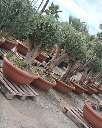 Ulivi europea bonsai