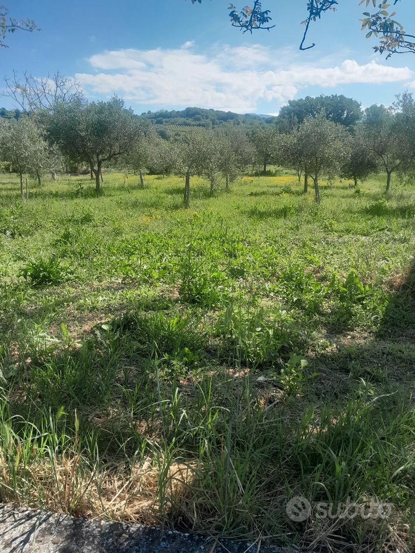 Terreno. Agticolo - Vista 5