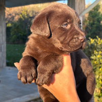 Cuccioli labrador chocolate