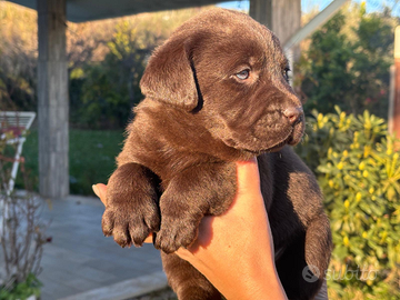 Cuccioli labrador chocolate