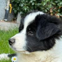 Cucciola Border Collie con pedigree