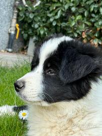 Cucciola Border Collie con pedigree