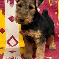 Welsh terrier