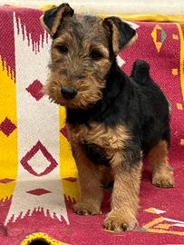 Welsh terrier