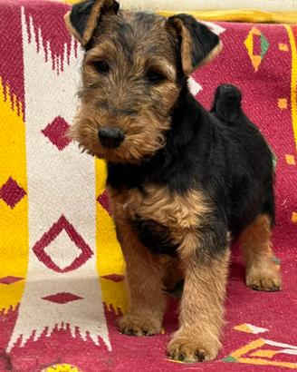 Welsh terrier