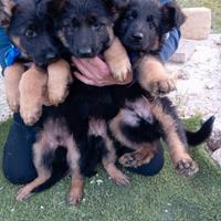 Tre cuccioli di pastore tedesco