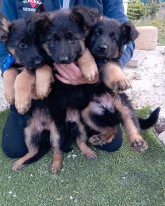 Tre cuccioli di pastore tedesco