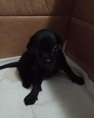 Cuccioli di ciwawa 
