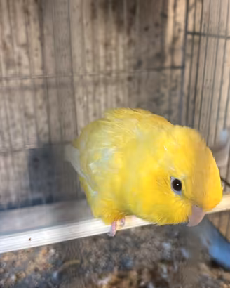 Lotto pappagalli e gabbie