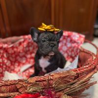 Cucciolo Bulldog francese