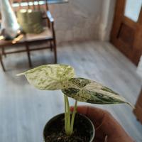 alocasia mint dragon scale