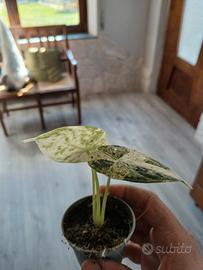 alocasia mint dragon scale
