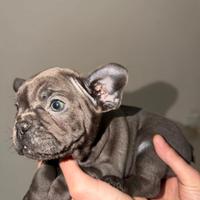 Cuccioli di Bulldog francese