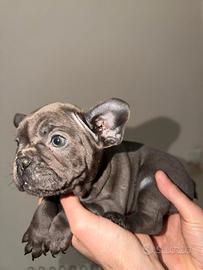 Cuccioli di Bulldog francese