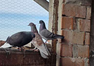 Colombi/Piccioni