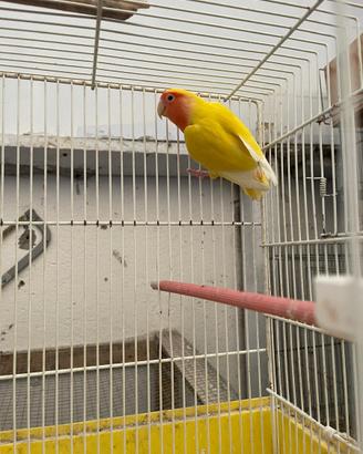 Inseparabile