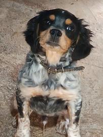 Cucciolo breton tricolore