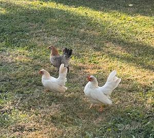 Giovane gallina Serama