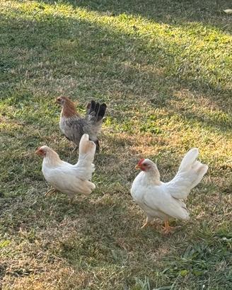 Giovane gallina Serama