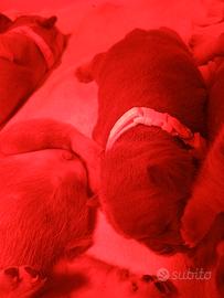 Buldogg francese puppy