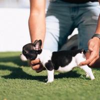 Cuccioli di bouledogue francese, 4 mesi