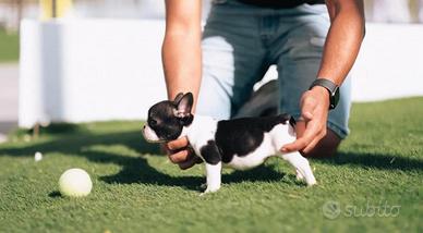 Cuccioli di bouledogue francese, 4 mesi