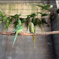 Grandi alessandrini 2025