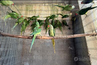 Grandi alessandrini 2025