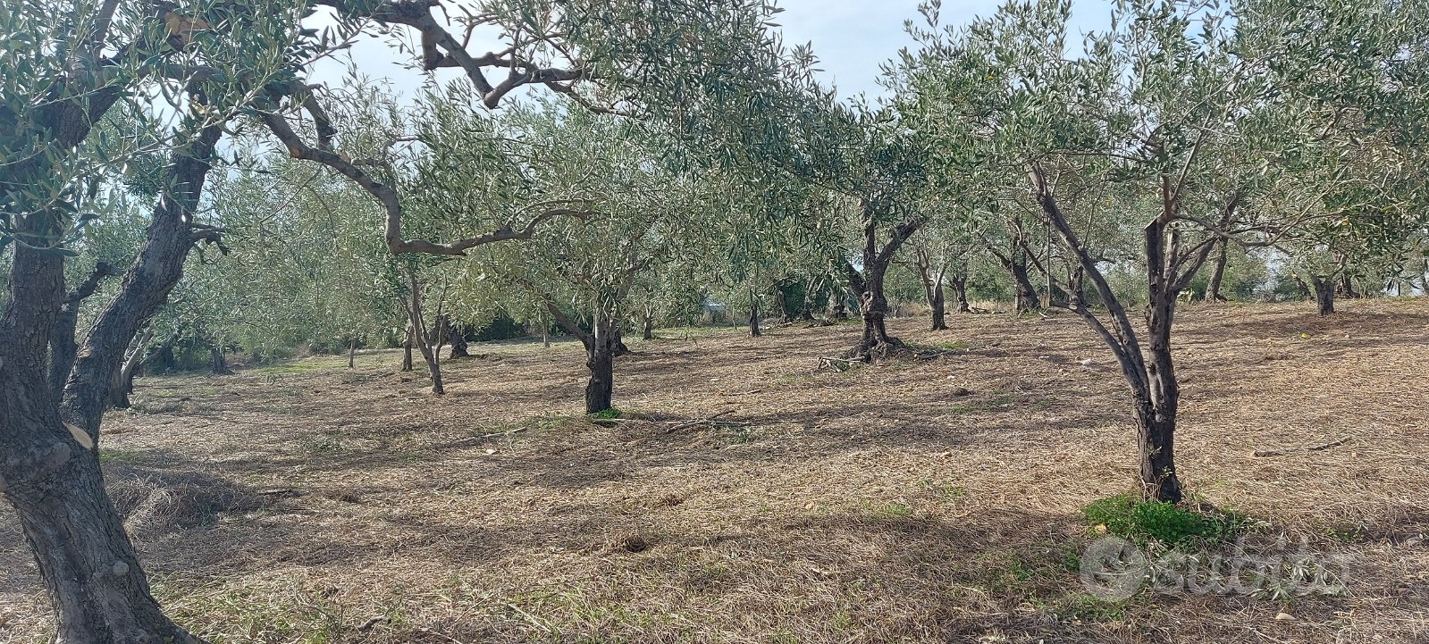Motta Sant'anastasia terreno agricolo con 80 albe - Vista 3