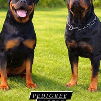 Cucciole rottweiler