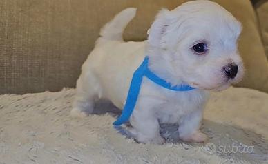 Maltese toy