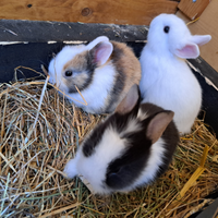 Cuccioli di coniglio nano