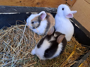 Cuccioli di coniglio nano