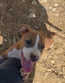 Amstaff