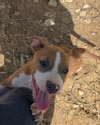 Amstaff