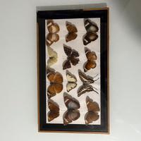 quadro con farfalle imbalsamate