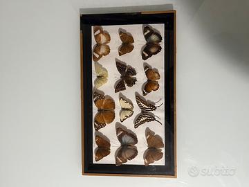 quadro con farfalle imbalsamate