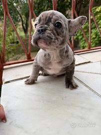 Cuccioli di Bulldog francese
