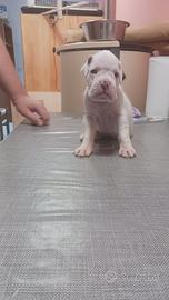 Cucciolo di boxer
