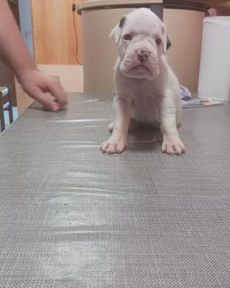 Cucciolo di boxer