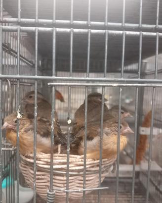 Cardinalini del Venezuela novelli