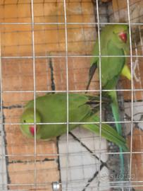 Parocchetto dal collare