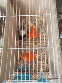 Canarini Rossi Ala bianca