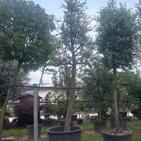 Pianta Quercia da sughero