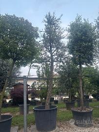 Pianta Quercia da sughero
