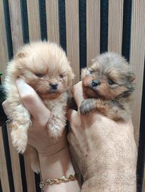 Spitz di Pomerania nano