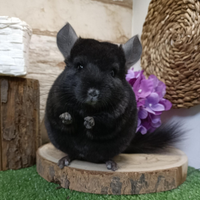 Cincilla' di alta linea dolcissimo